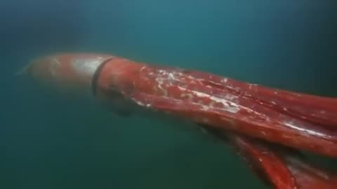 🦐🌊 You Won't Believe the Size of This Giant Squid! | FeedMyCuriosity