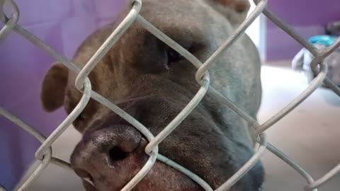 Zeus 6y Pet Id 948578 kennel 22 HSSAZ shelter not an eyecatcher but a nice laidback fella20251205278