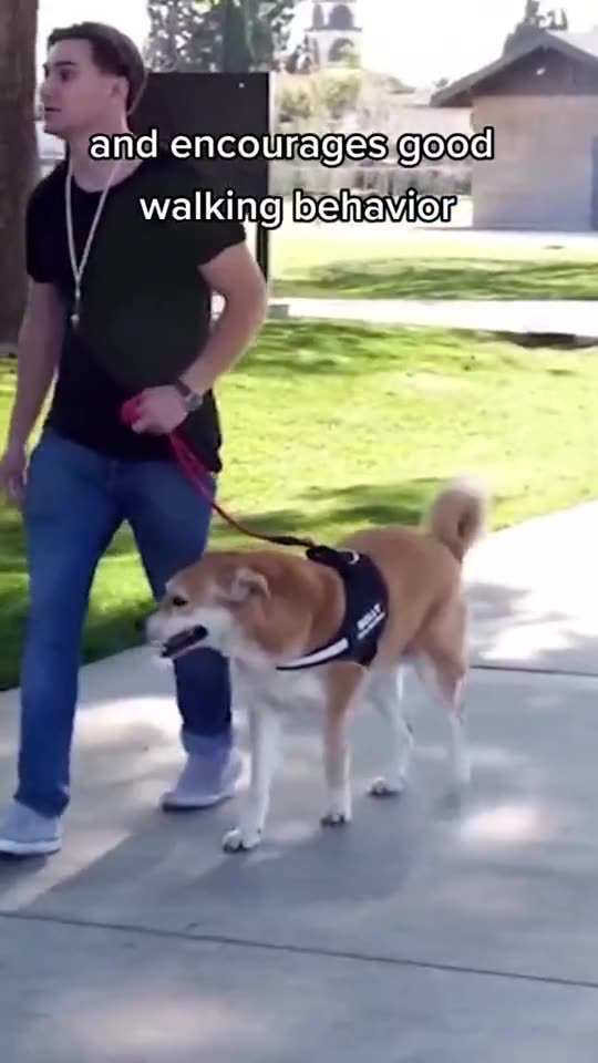 The ultimate personalized gear for your best friend is finally here!