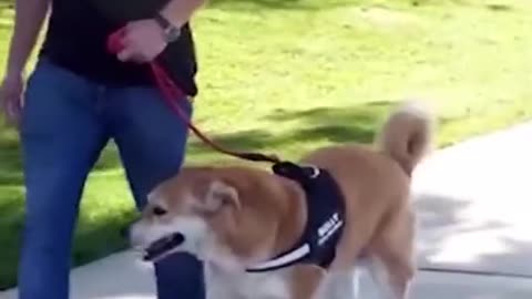 The ultimate personalized gear for your best friend is finally here!
