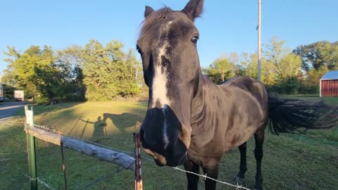 NEIGHBOR'S HORSE COMES RUNNING TO GREET OUR 550 HP FREIGHTLINER