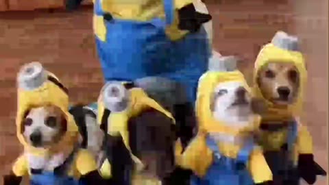 Tiny Minions… but They’re Puppies! 🐶🍌