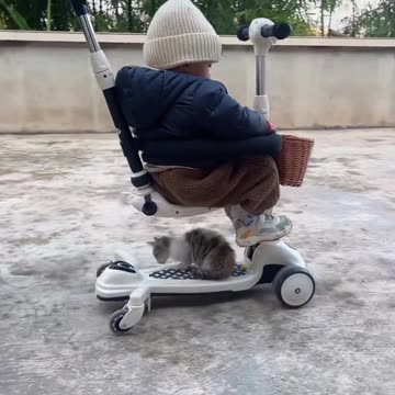 Kitten Loves to Ride in the Car