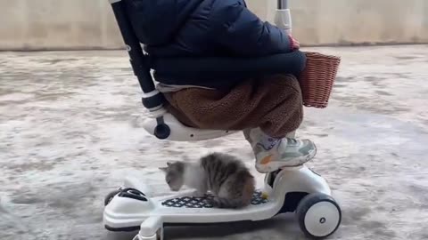 Kitten Loves to Ride in the Car