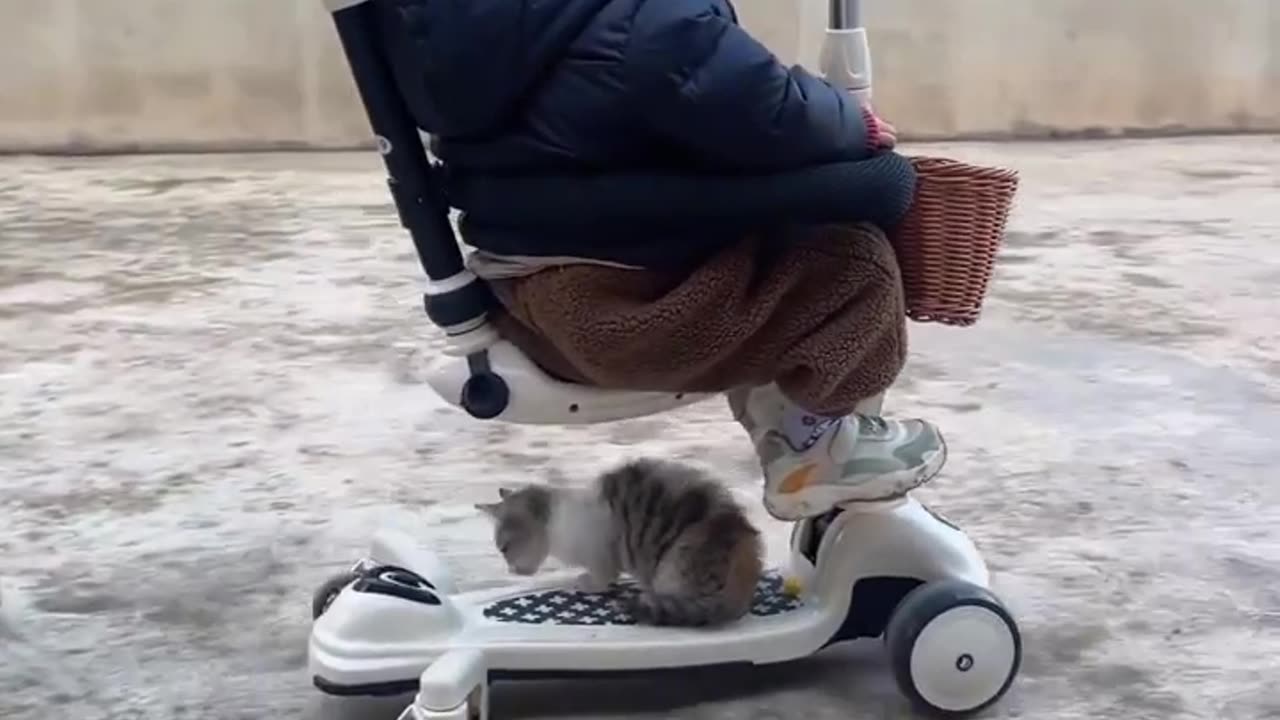 Kitten Loves to Ride in the Car