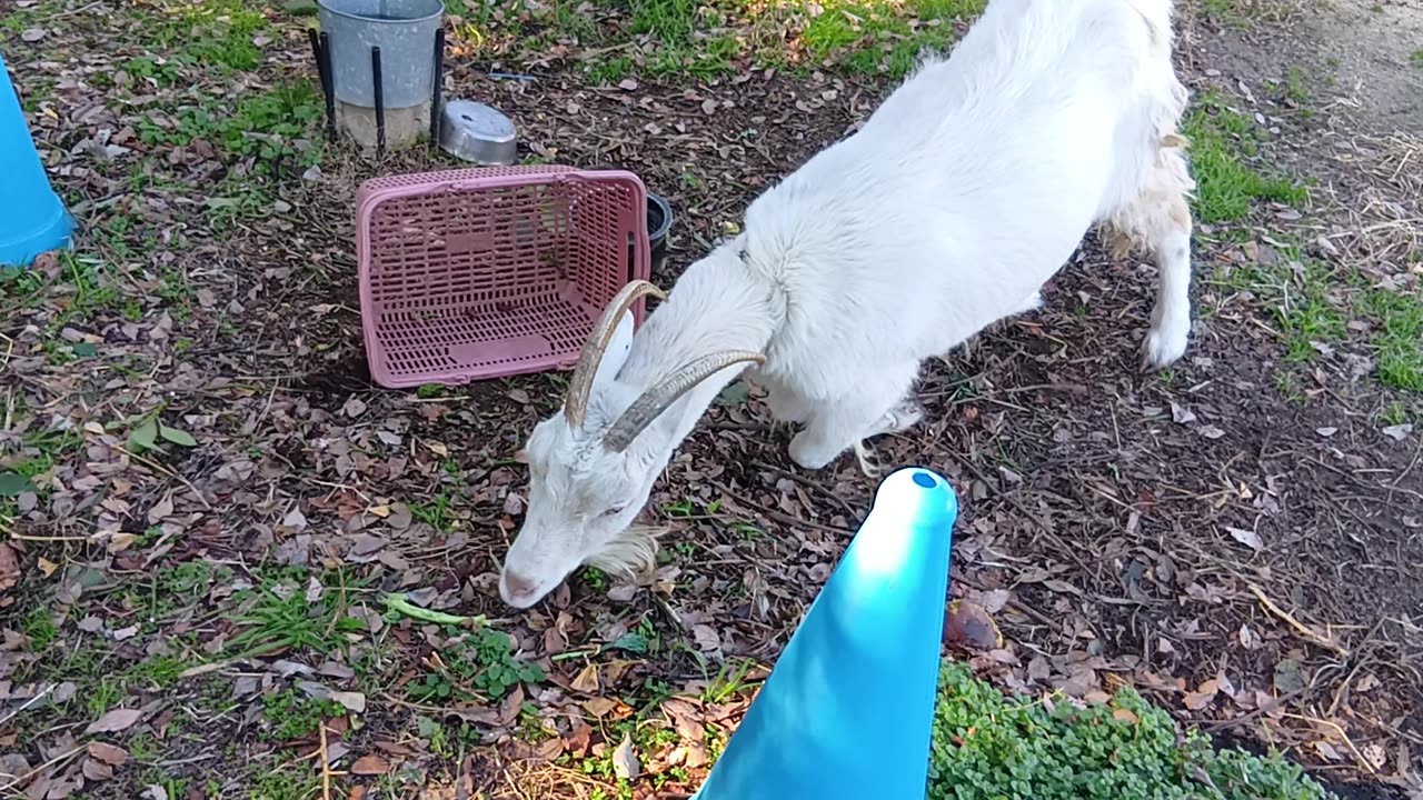 大晦日前の山羊さんの動画