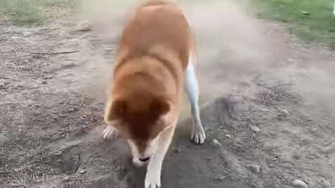 "Shiba Inu Perpetual Motion Machine, Master of Digging Holes"