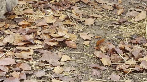 Bunnies taking peaceful naps on the farm 😴🐇