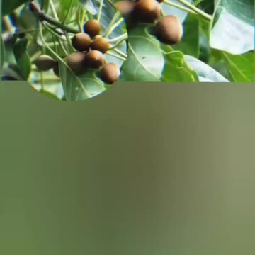 The medicinal benefits of Bahera For Everyone