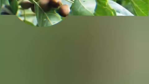 The medicinal benefits of Bahera For Everyone