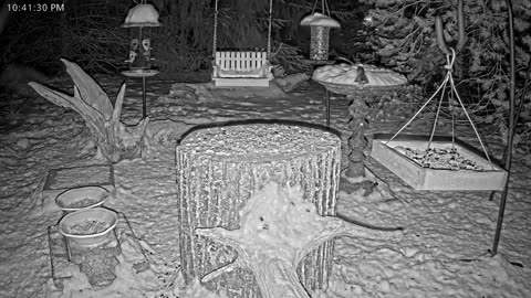 LIVE 24/7 Indiana Birds, Squirrels and Wildlife Feeder Cam