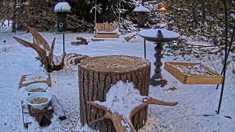 LIVE 24/7 Indiana Birds, Squirrels and Wildlife Feeder Cam