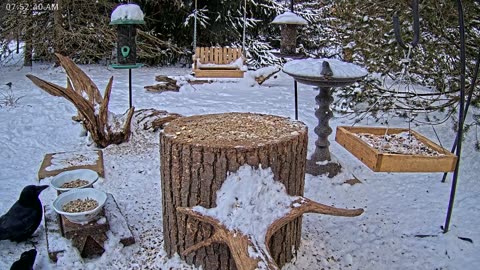 LIVE 24/7 Indiana Birds, Squirrels and Wildlife Feeder Cam