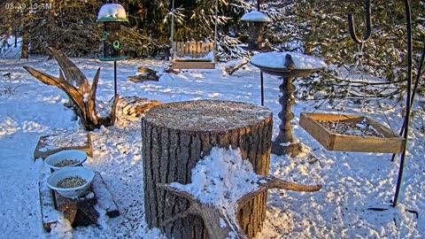 LIVE 24/7 Indiana Birds, Squirrels and Wildlife Feeder Cam