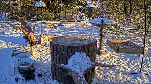 LIVE 24/7 Indiana Birds, Squirrels and Wildlife Feeder Cam