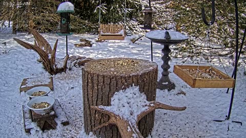 LIVE 24/7 Indiana Birds, Squirrels and Wildlife Feeder Cam