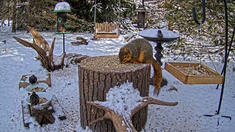 LIVE 24/7 Indiana Birds, Squirrels and Wildlife Feeder Cam