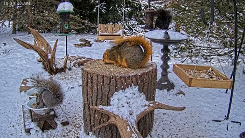 LIVE 24/7 Indiana Birds, Squirrels and Wildlife Feeder Cam