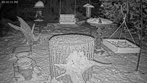 LIVE 24/7 Indiana Birds, Squirrels and Wildlife Feeder Cam