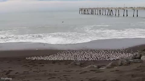 Swimming Under Ice