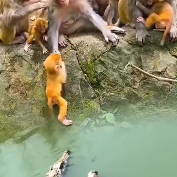 The confusing behavior of animals All animals are created equal Wonderful animals