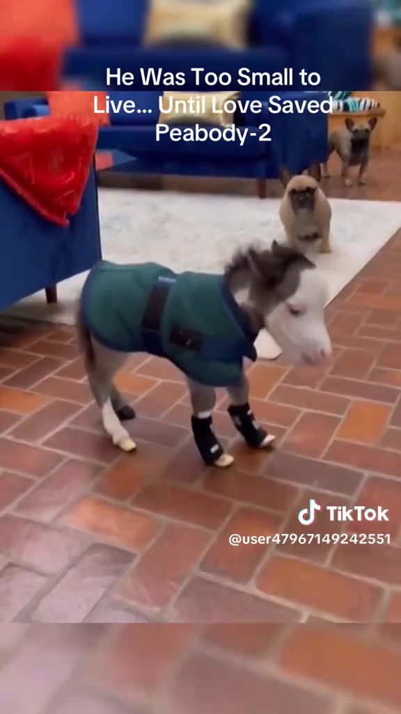 PEABODY SATURDAY 11/8/25 {PT 2}