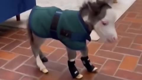 PEABODY SATURDAY 11/8/25 {PT 2}