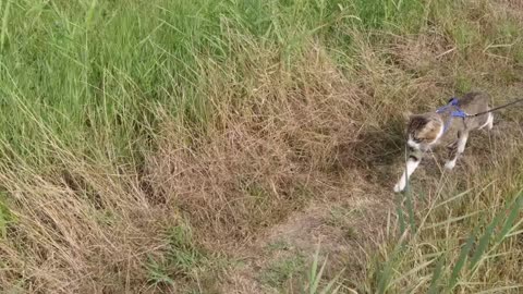 cat in the jungle hunting