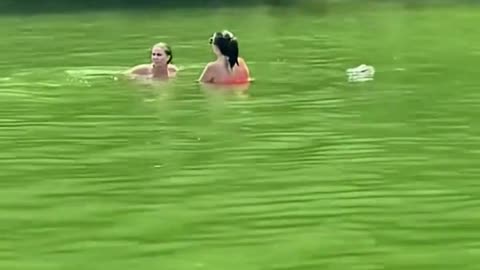 Fake crocodile prank