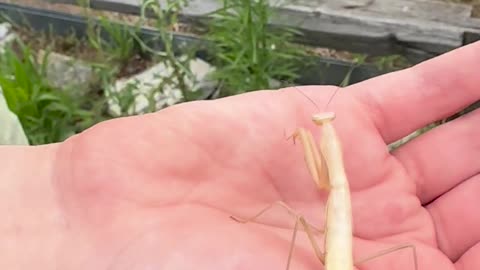 🧠✨ Our Daughter Finds a White Praying Mantis! | FeedMyCuriosity