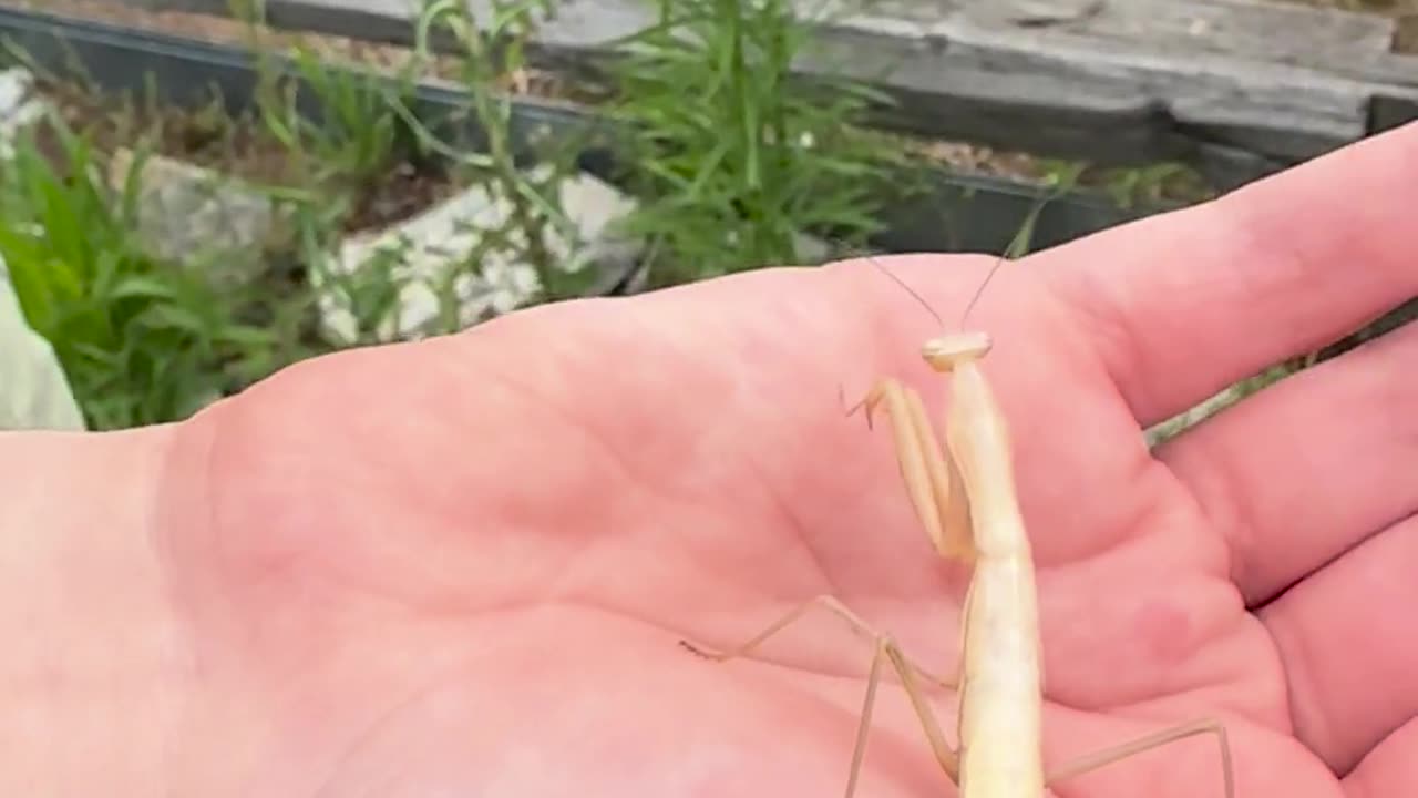 🧠✨ Our Daughter Finds a White Praying Mantis! | FeedMyCuriosity