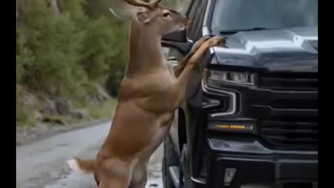 Animal,s warning signals to Humans
