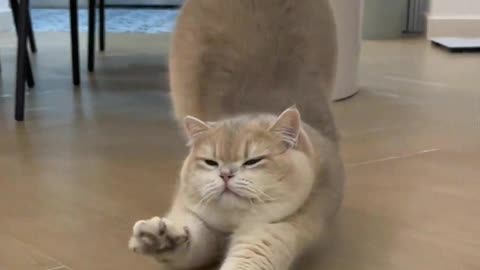 The cat stretching is really too elegant.