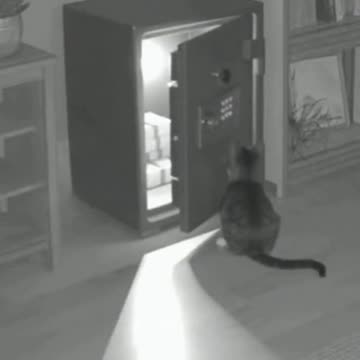 Cat tried to open the safe at night and make the owner feel shocked about that