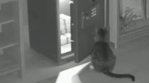 Cat tried to open the safe at night and make the owner feel shocked about that