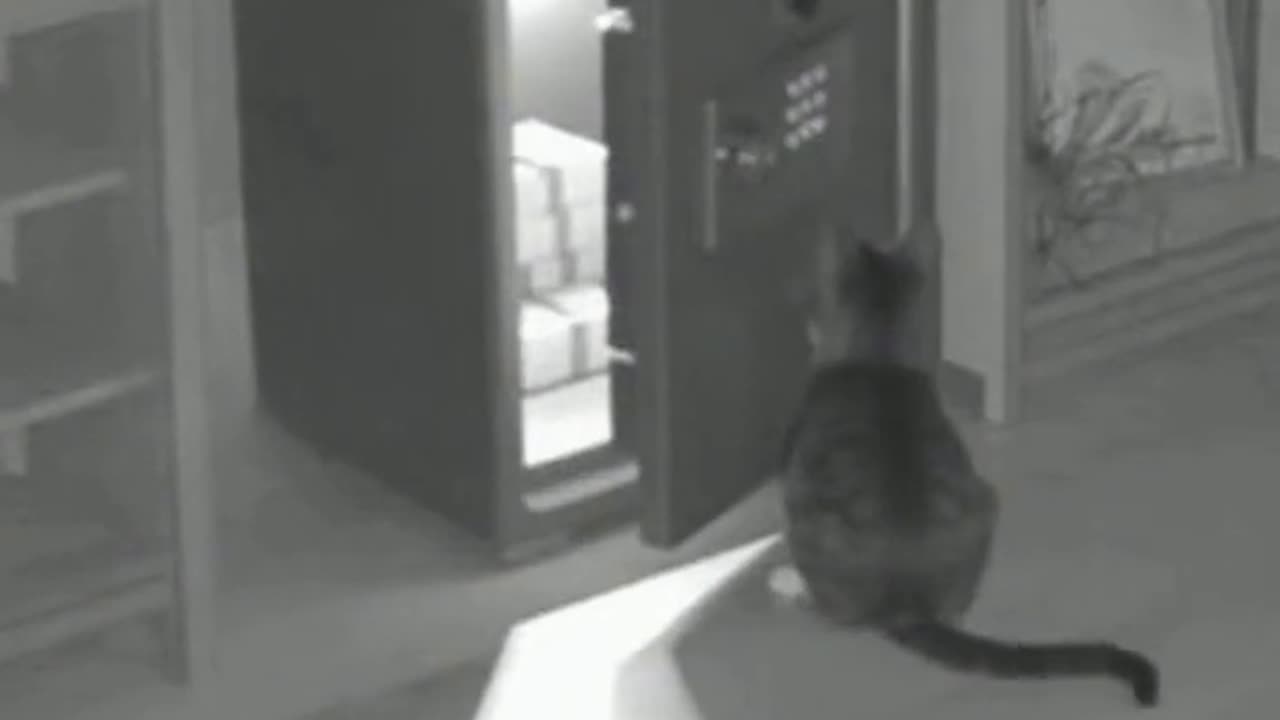Cat tried to open the safe at night and make the owner feel shocked about that