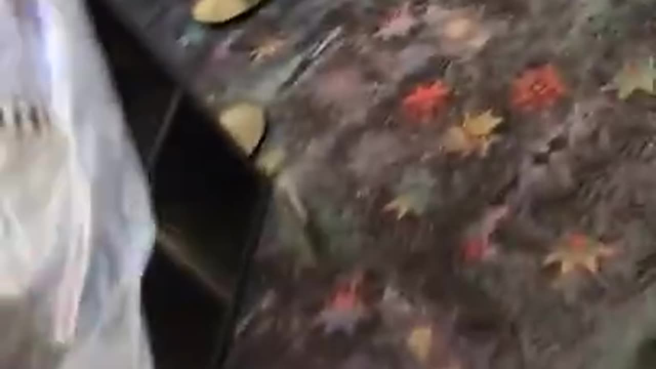 6 November 2025 predatorshipbucket