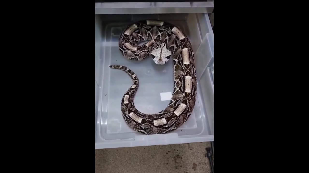 Scary as hell: What a defensive Gaboon Viper sounds like
