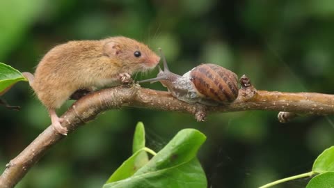 🤯✨ Harvest Mouse Meets Snail in an Unexpected Encounter! | FeedMyCuriosity