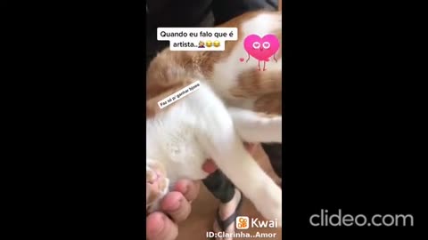 o gato quer lasanha agora.mp4