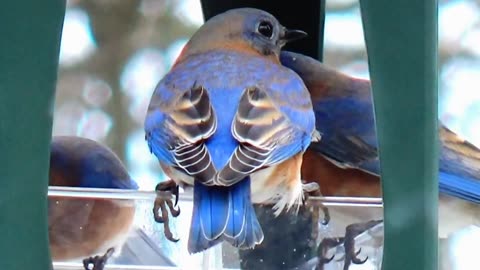 Bluebirds