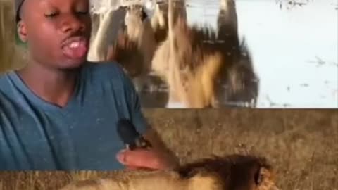🤯✨ You Won't Believe How Massive These Lions Are! | FeedMyCuriosity
