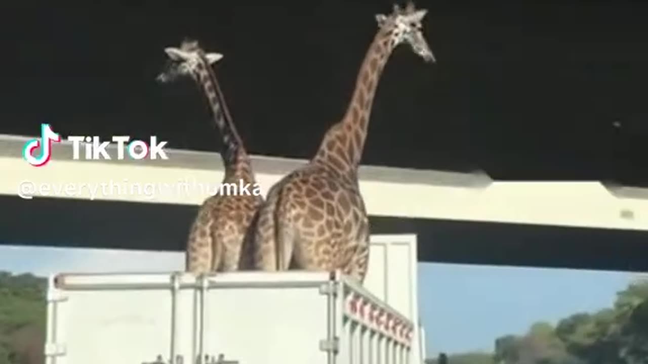 Watch out for your head!