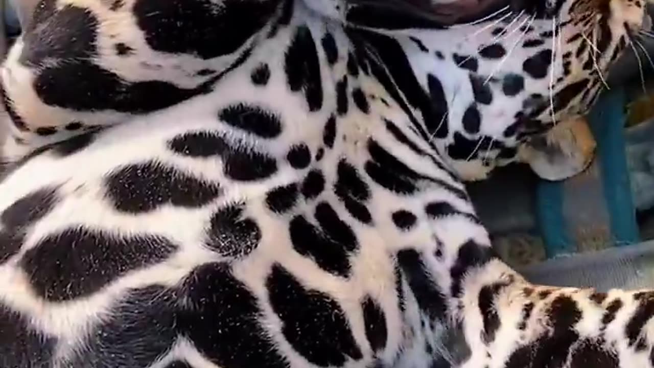 Fat Cat Software Big Cat Hardware