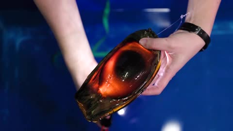 Thailand releases bred leopard sharks to boost wild population