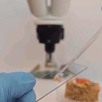 This is sushi under the microscope