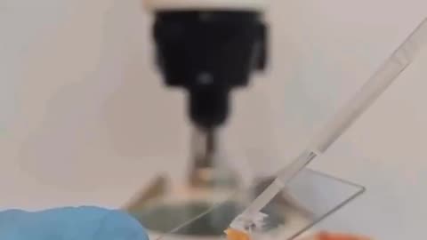This is sushi under the microscope