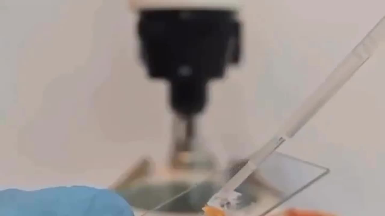This is sushi under the microscope
