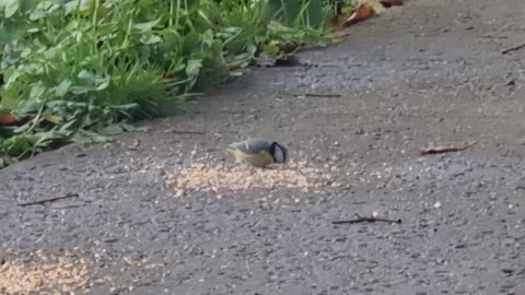 Blue Tit Bird And Great Tit Bird In Great Britain