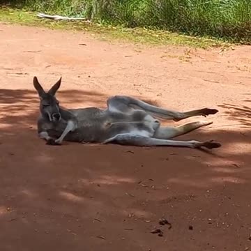 Kangaroo relaxing